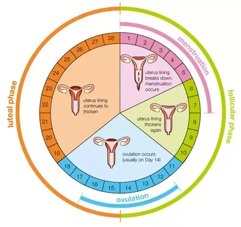 menstrual cycle